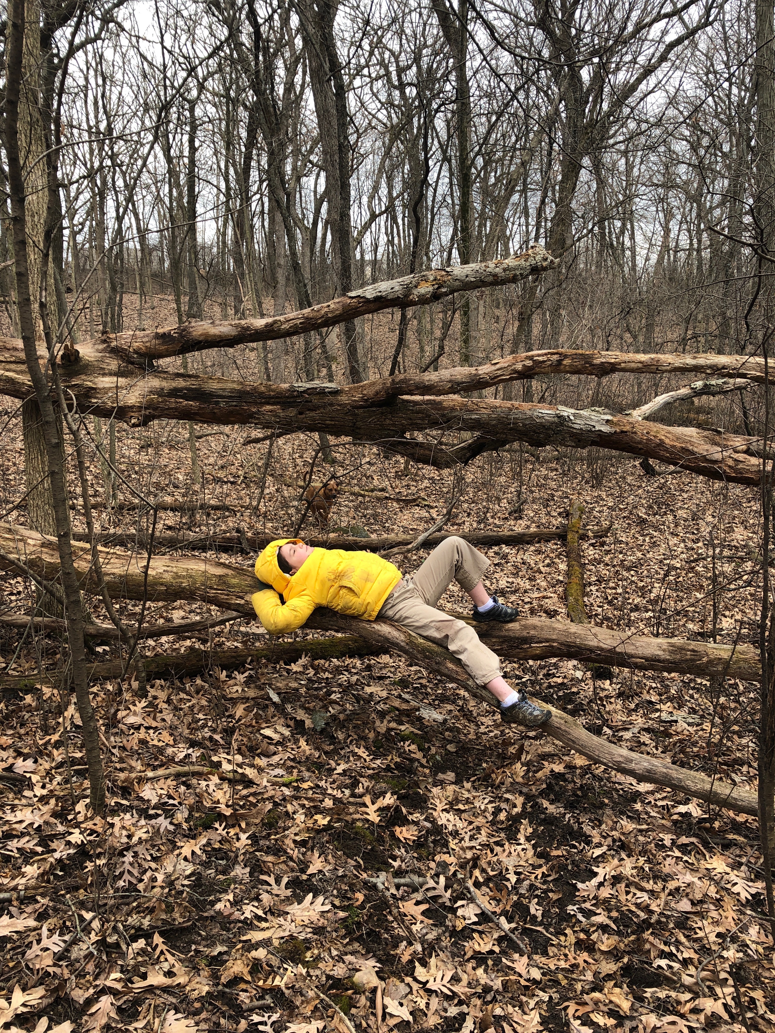 Juliet lays on tree in forest